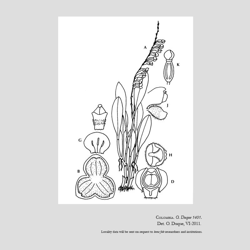 Stelis cleistogamoides